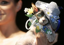 pets-fashion-week-a-cat-a-004