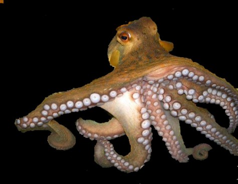 octopus